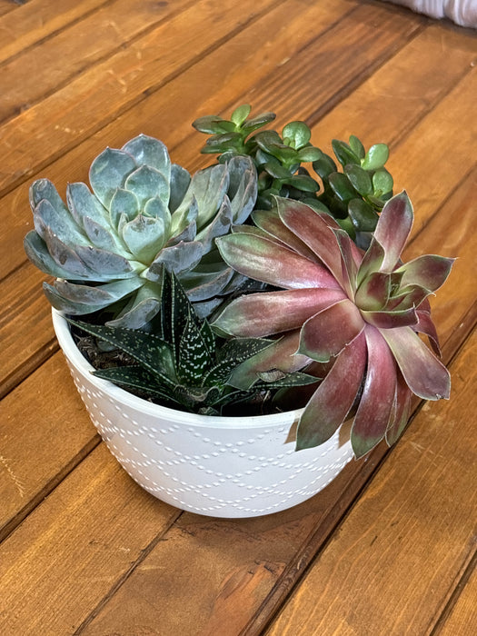 BASKET OF SUCCULENTS