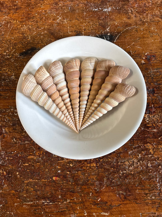 SET OF 8 TURET SHELLS - BOWL NOT INCLUDED