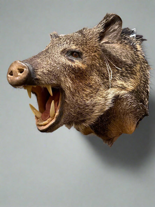 BOAR MOUNT