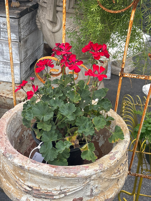 SMALL PLANT 1 OF 2