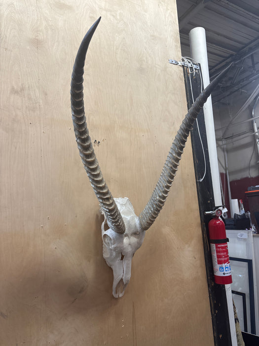 BLESBUCK ANTELOPE SKULL