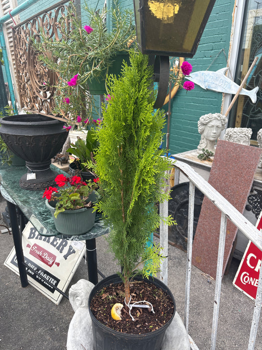 LARGE PINE PLANT 1 OF 4 EACH