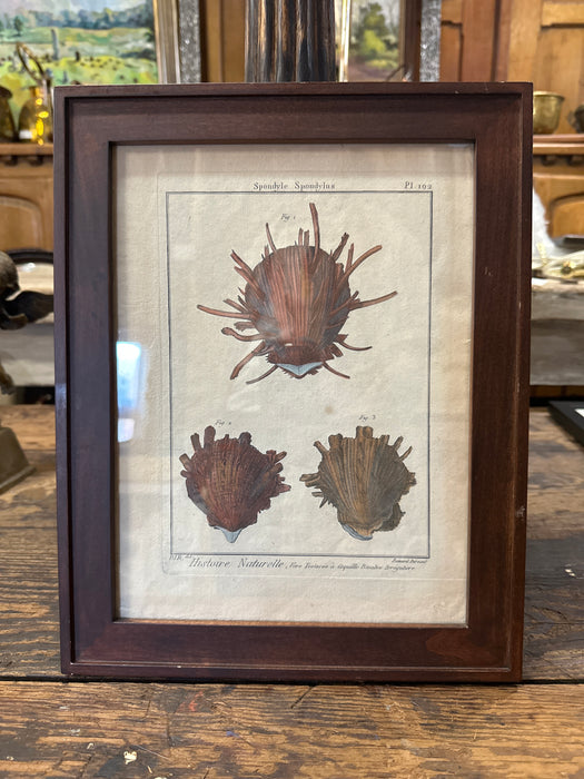 FRAMED 18TH CENTURY COPPER COLORED ENGRAVING BY BERNARD DIREXITS HISTOIRE NATURELLE