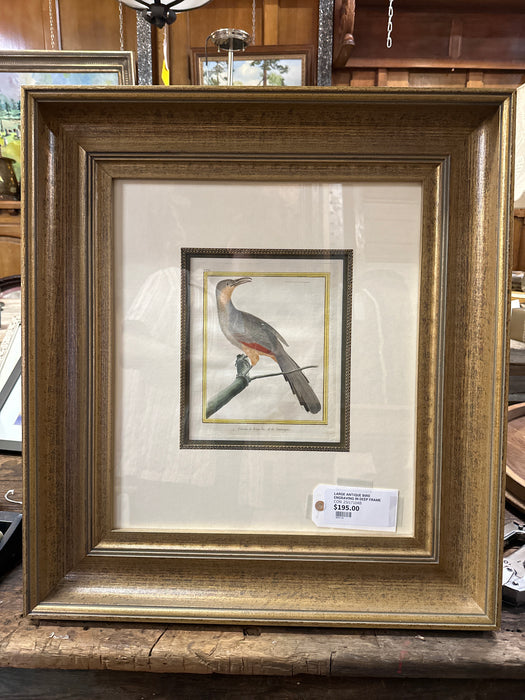 LARGE ANTIQUE BIRD ENGRAVING IN DEEP FRAME