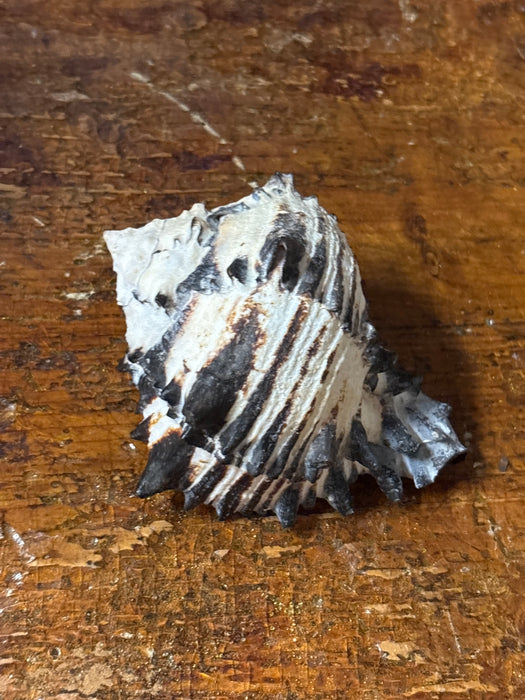 SMALL BLACK AND WHITE MYREX SEASHELL