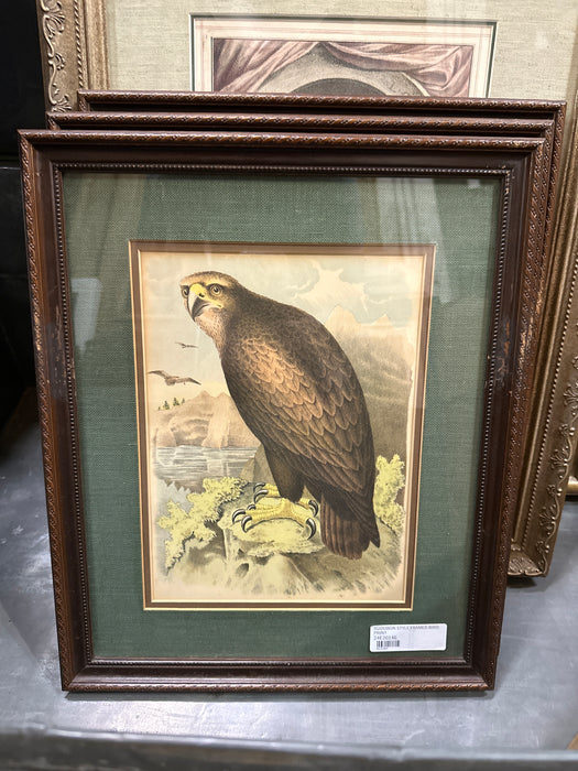 AUDUBON STYLE FRAMED BIRD PRINT