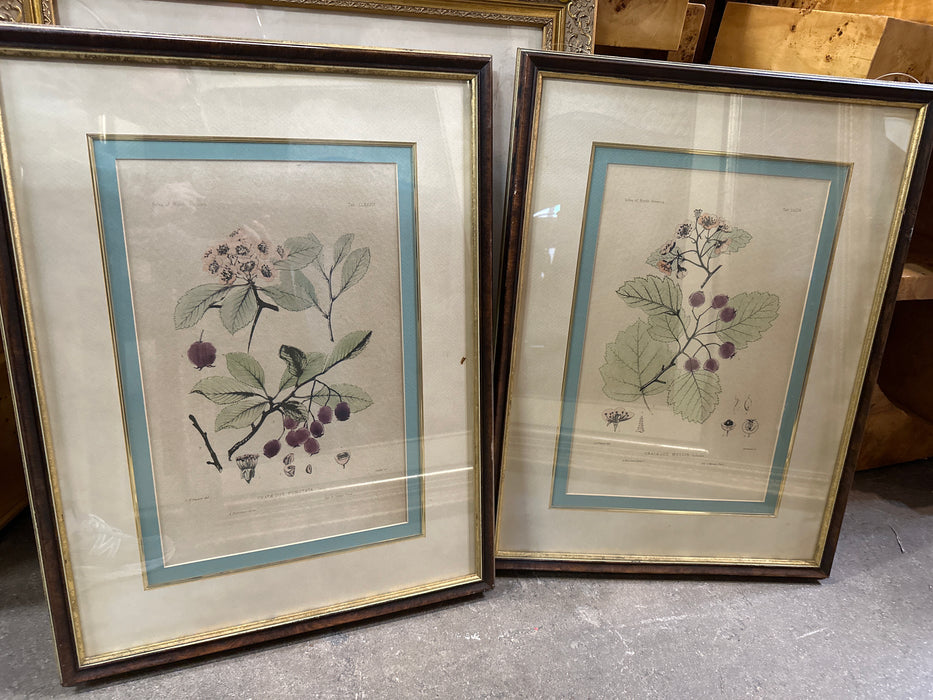 PAIR OF BOTANICALS SYLVA OF NORTH AMERICA PRINTS