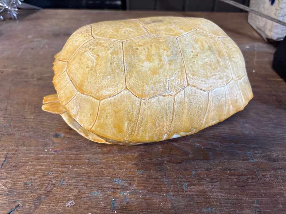 TURTLE SHELL