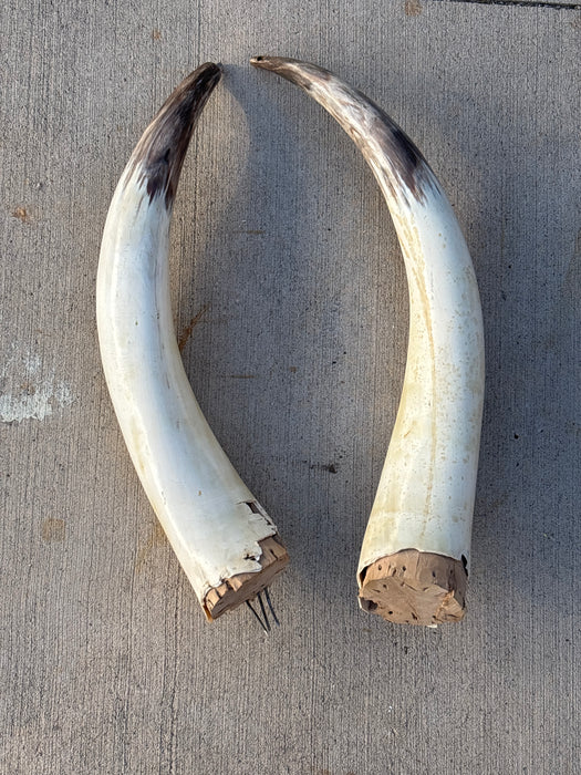 AS FOUND COW HORNS