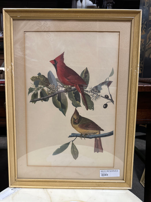 MID CENTURY CARDINAL AUDOBON REPRODUCTION LITHOGRAPH