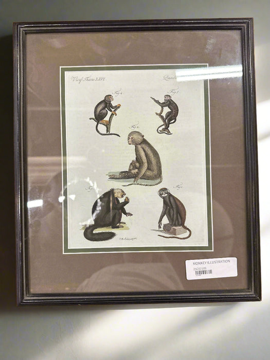 MONKEY ILLUSTRATION