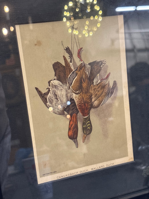 SMALL FRAMED MORT PRINT OF CANVAS BACK AND MALLARD DUCKS - COPYRIGHT 1882
