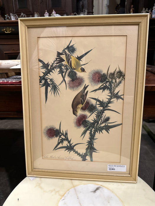 AMERICAN GOLDFINCH AUDOBON PRINT