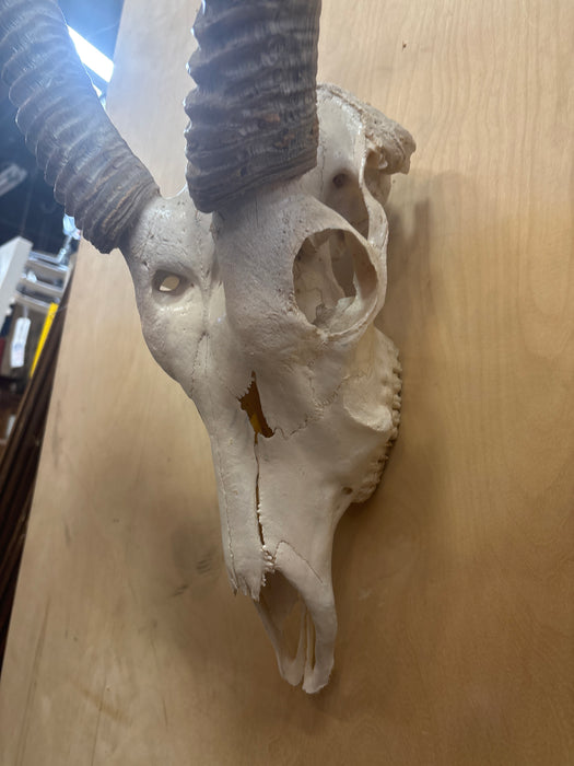 BLESBUCK ANTELOPE SKULL