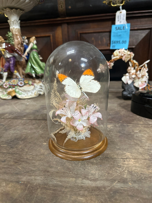VINTAGE MOUNTED BUTTERFLY UNDER DOME