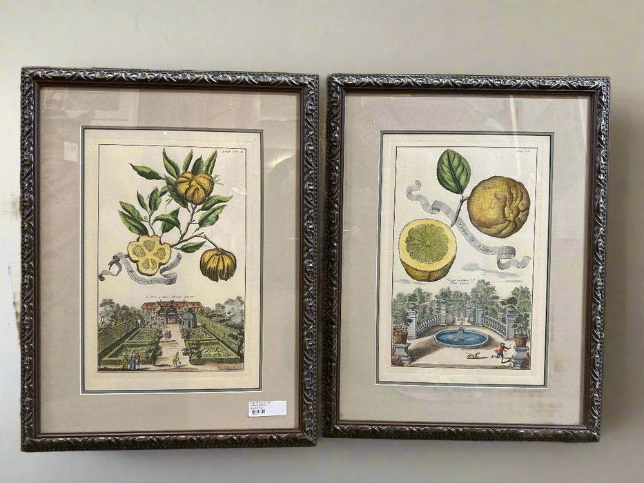 PAIR OF BOTANICAL LITHOGRAPHS