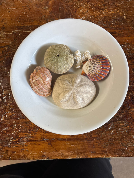 SET OF 5 SAND BISCUITS AND SHELLS - BOWL NOT INCLUDED