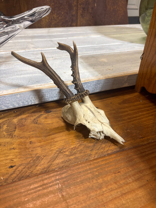 ROEBUCK ANTLERS WITH SKULL PLATE 1 EACH OF 6