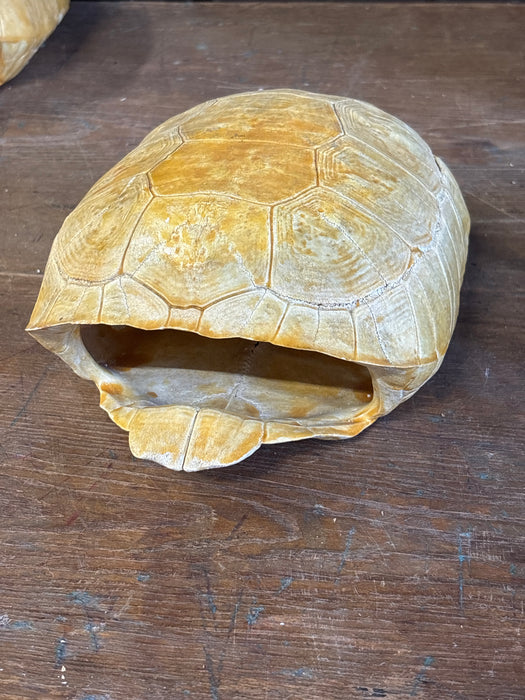 SMALL TURTLE SHELL