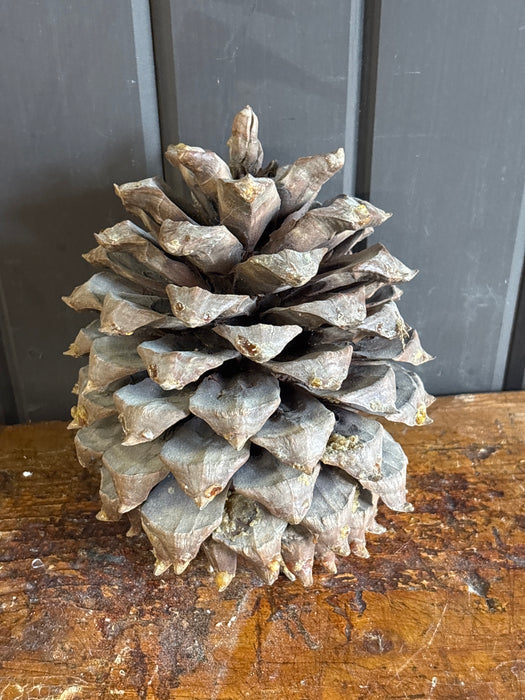 PINE CONE 1 OF 2