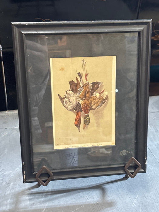 SMALL FRAMED MORT PRINT OF CANVAS BACK AND MALLARD DUCKS - COPYRIGHT 1882