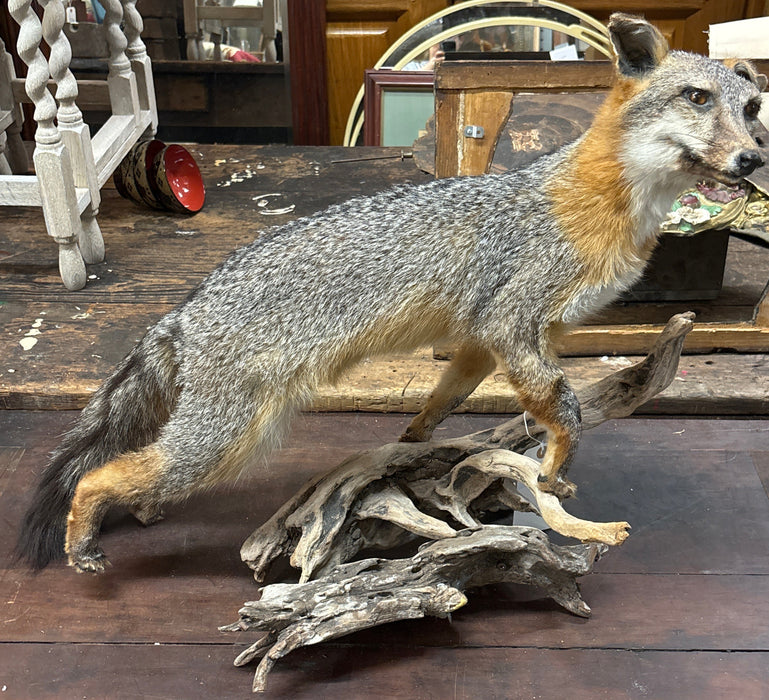 AS FOUND FOX MOUNT