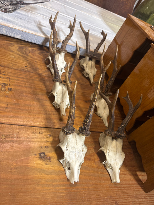 ROEBUCK ANTLERS WITH SKULL PLATE 1 EACH OF 6