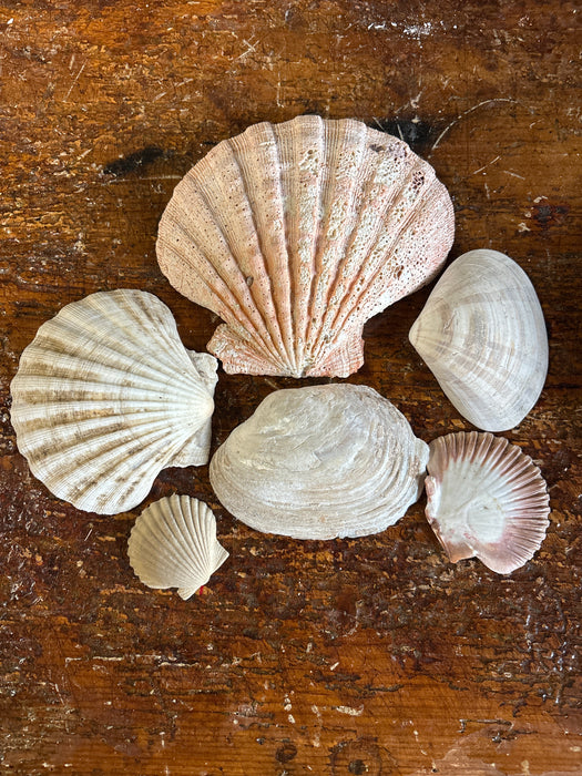 SET OF 6 SCALLOP SHELLS - BOWL NOT INCLUDED