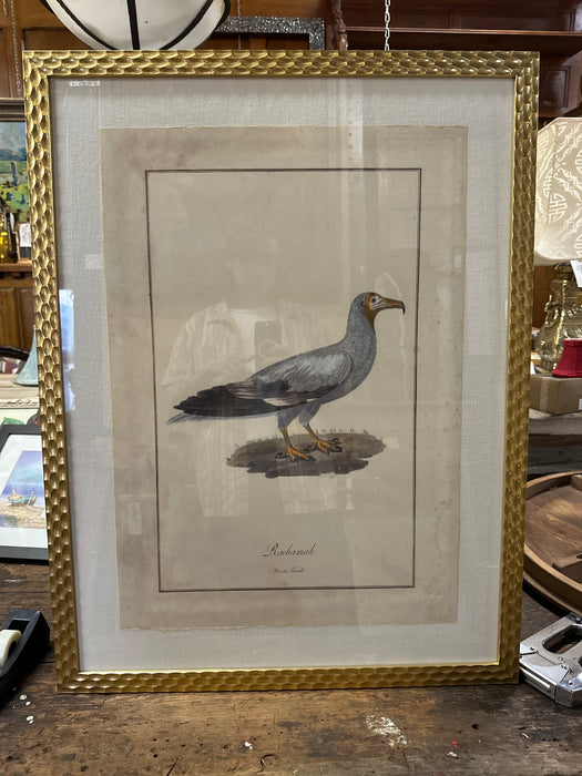 LARGE GOLD FRAME ANTIQUE BIRD ENGRAVING