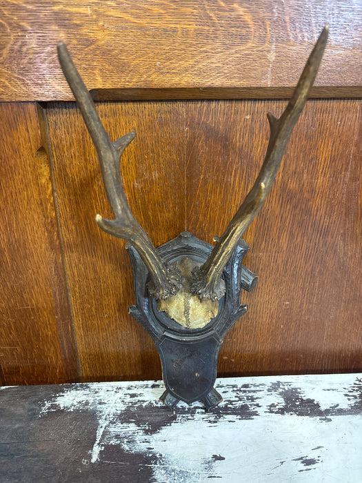 BLACK FOREST CARVED ROEBUCK SMOOTH ANTLERS WALL HANGING
