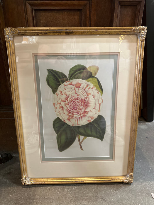 NICELY FRAMED BOTANICAL PRINT