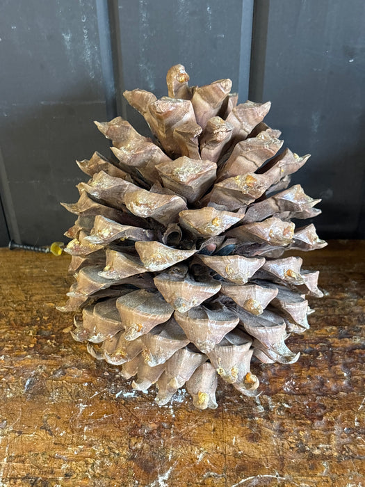 PINE CONE 1 OF 2
