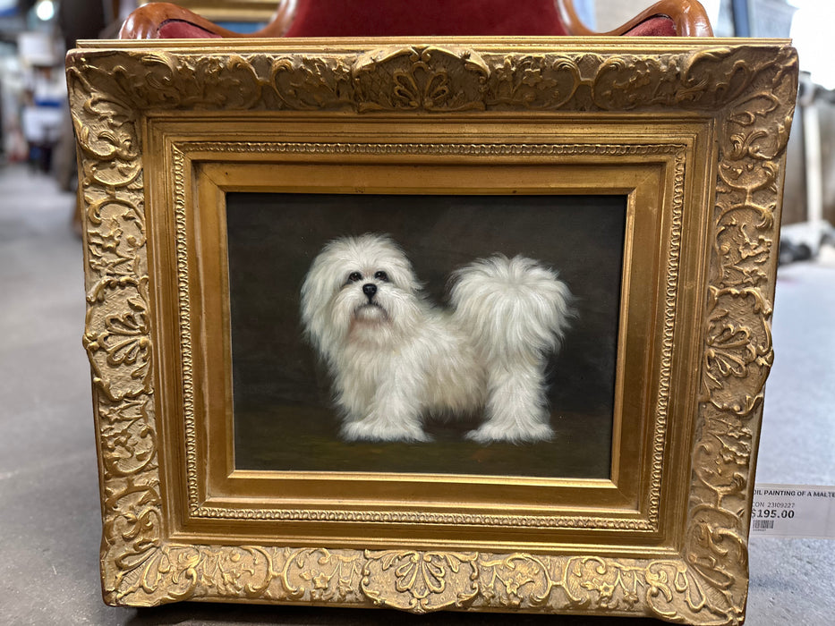 OIL PAINTING OF A MALTESE
