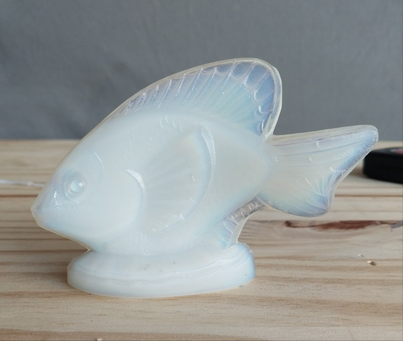 SABINO GLASS FISH