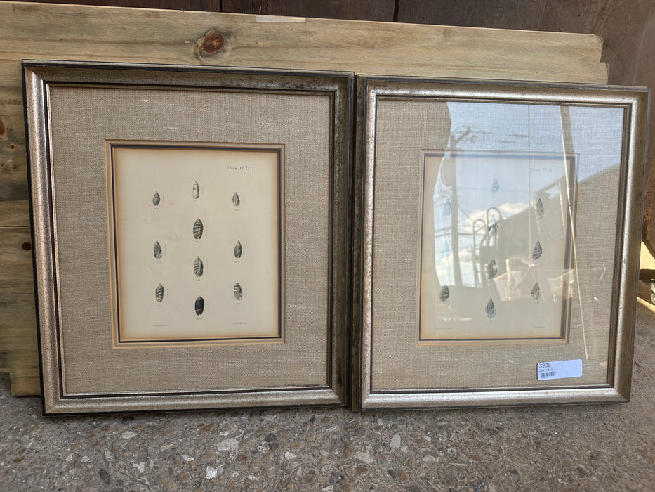 PAIR OF FRAMED COLORED ENGRAVINGS OF SHELLS