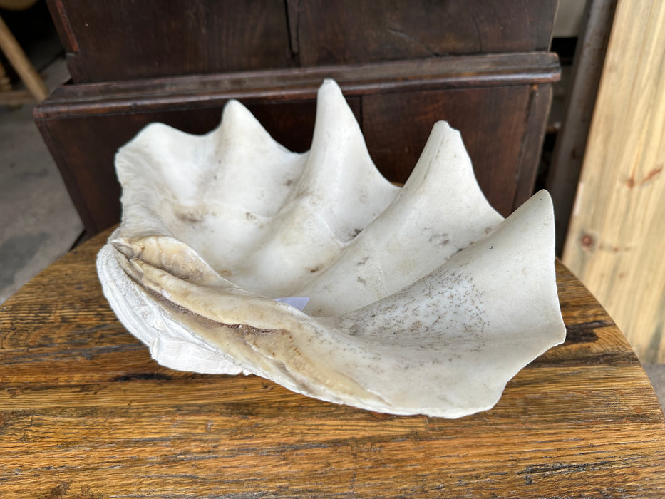 LARGE CLAM SHELL