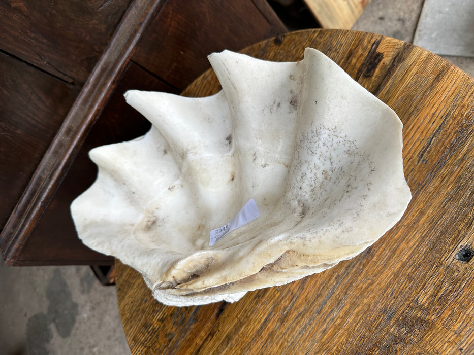 LARGE CLAM SHELL