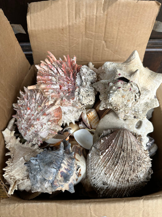 BOX OF ASSORTED SHELLS