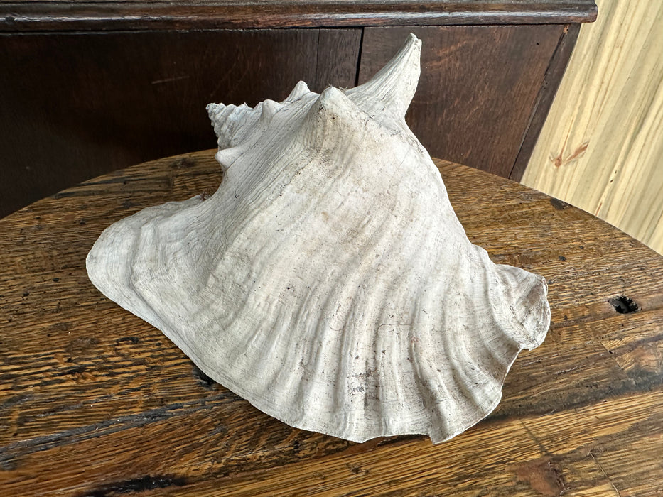 CONCH SHELL
