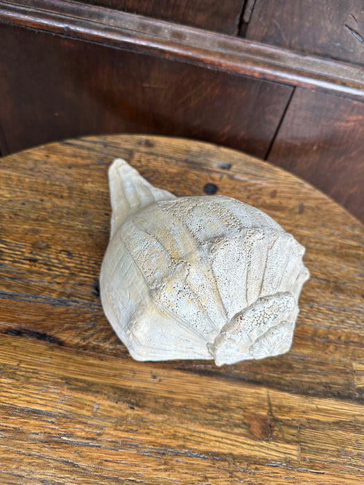 CONCH SHELL