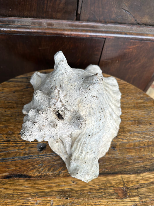 CONCH SHELL