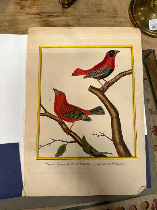 UNFRAMED CARDINAL ENGRAVING