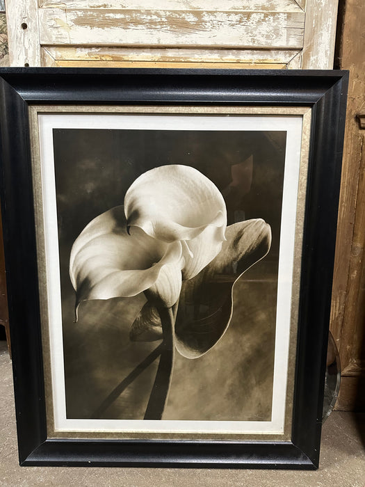 LARGE BLACK AND WHITE PHOTO PRINT OF A CALLA LILLY