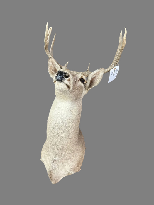 8 POINT MOUNTED TAXIDERMY DEER HEAD