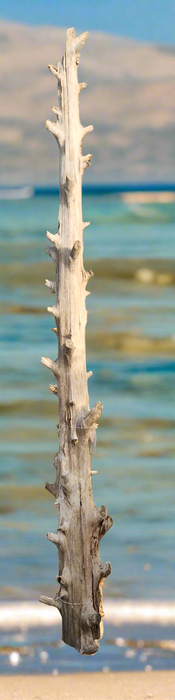 TALL DRIFTWOOD POST- EACH