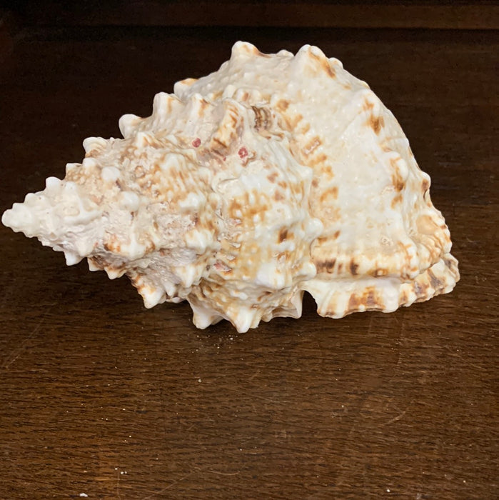 SMALL CONCH SHELL