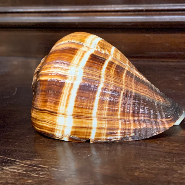 MEDIUM BROWN & IVORY CONCH