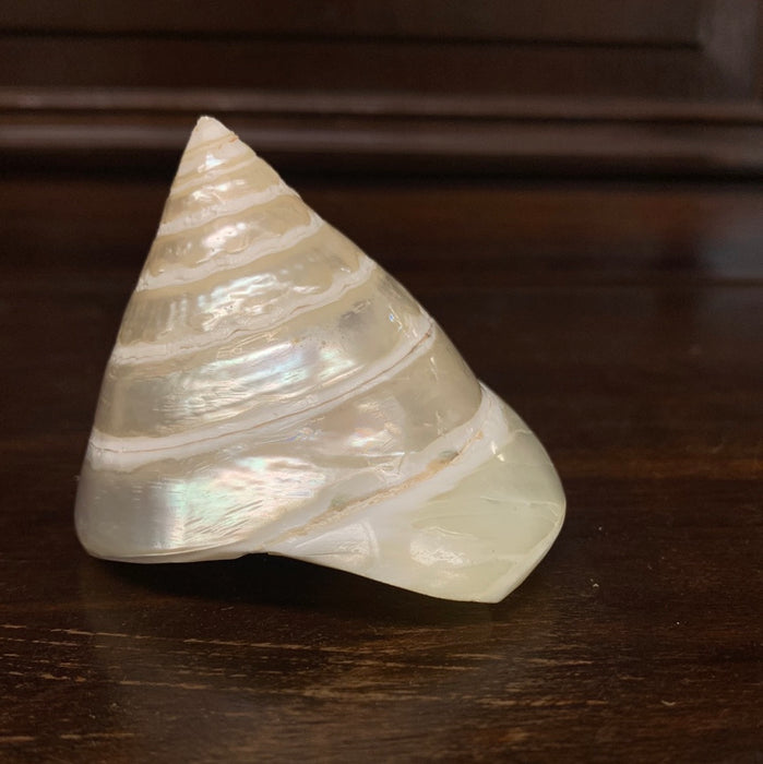 SHELL IRIDISCENT