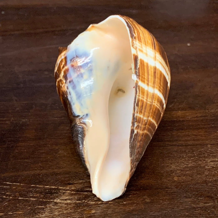 MEDIUM BROWN & IVORY CONCH