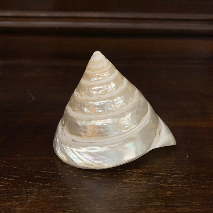 SHELL IRIDISCENT